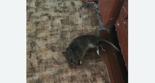 Дезинфекция от мышей в Прокопьевске