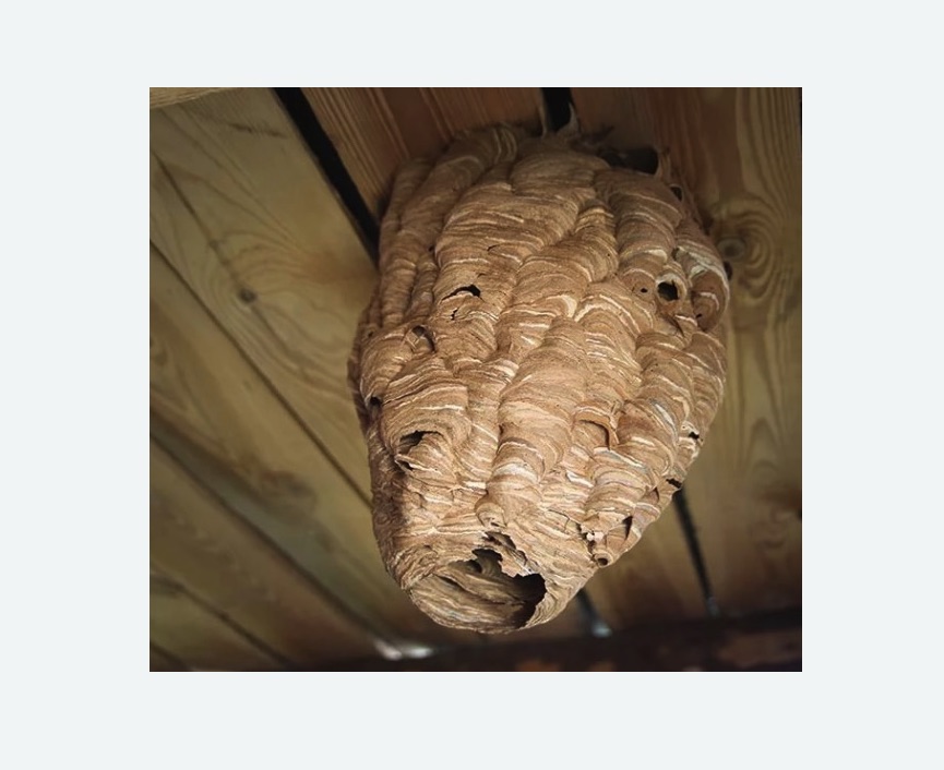 обработка от шершней в Прокопьевске