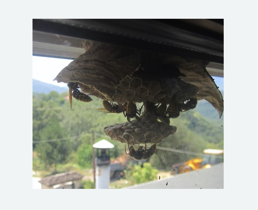 Уничтожение гнёзд шершней в Прокопьевске