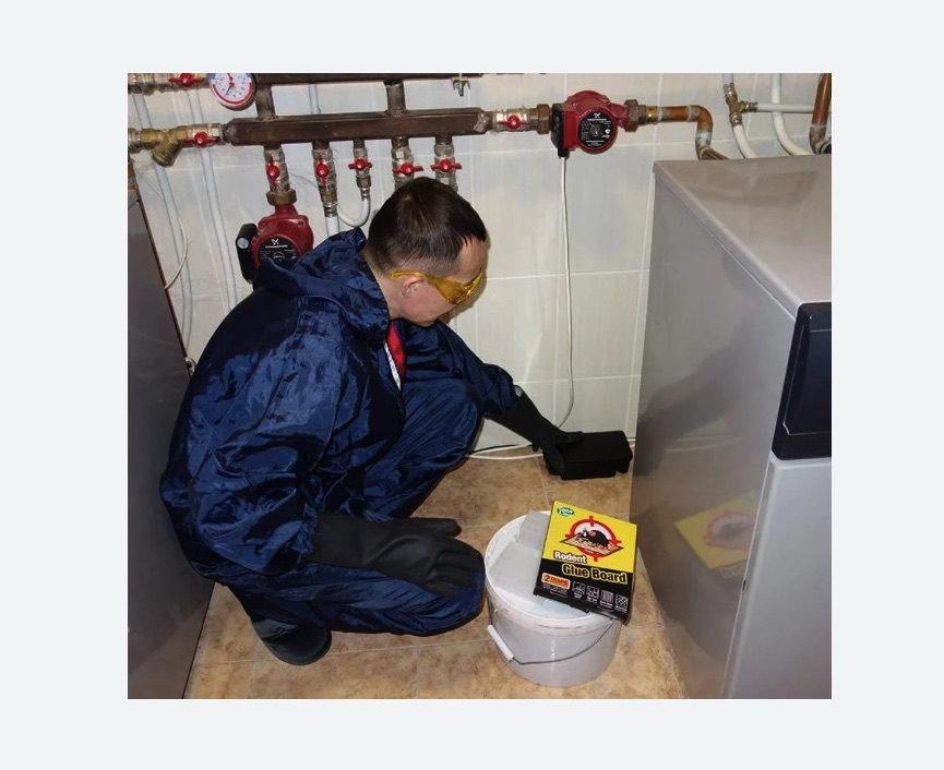 Уничтожение крыс в Прокопьевске