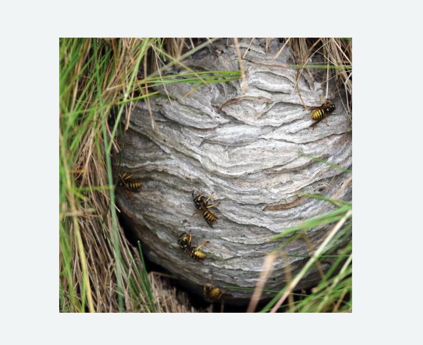 Уничтожение ос и ульев в Прокопьевске